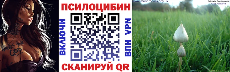 Галлюциногенные грибы Psilocybe  где продают   Заинск 